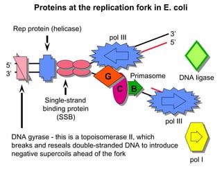 Replication Mutation DNA-Replication-Mutation-and-RepairDNA-Replication-Mutation-and-Repair ...
