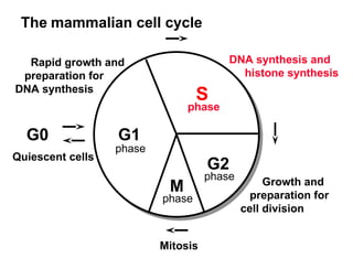 Replication Mutation DNA-Replication-Mutation-and-RepairDNA-Replication-Mutation-and-Repair ...