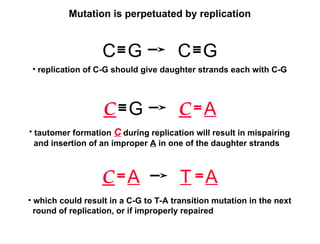 Replication Mutation DNA-Replication-Mutation-and-RepairDNA-Replication-Mutation-and-Repair ...
