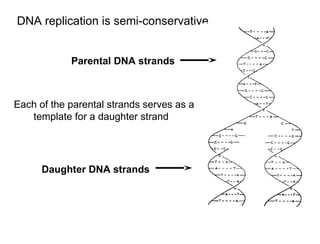 DNA-Replication-Mutation-and-RepairDNA-Replication-Mutation-and-Repair ...