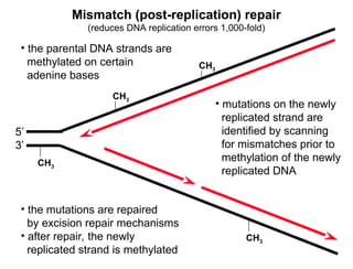 Replication Error Mutation DNA-Replication-Mutation-and-RepairDNA-Replication-Mutation-and-Repair ...