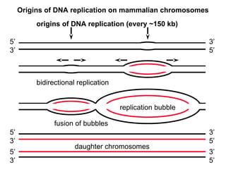 Replication Mutation DNA-Replication-Mutation-and-RepairDNA-Replication-Mutation-and-Repair ...