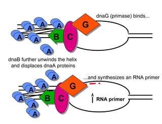 Replication Mutation DNA-Replication-Mutation-and-RepairDNA-Replication-Mutation-and-Repair ...