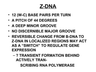 Z-DNA
• 12 (W-C) BASE PAIRS PER TURN
• A PITCH OF 44 DEGREES
• A DEEP MINOR GROOVE
• NO DISCERNIBLE MAJOR GROOVE
• REVERSIBLE CHANGE FROM B-DNA TO
Z-DNA IN LOCALIZED REGIONS MAY ACT
AS A “SWITCH” TO REGULATE GENE
EXPRESSION
– ? TRANSIENT FORMATION BEHIND
ACTIVELY TRAN-
SCRIBING RNA POLYMERASE
 