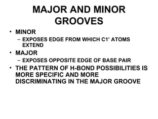 MAJOR AND MINOR
GROOVES
• MINOR
– EXPOSES EDGE FROM WHICH C1’ ATOMS
EXTEND
• MAJOR
– EXPOSES OPPOSITE EDGE OF BASE PAIR
• THE PATTERN OF H-BOND POSSIBILITIES IS
MORE SPECIFIC AND MORE
DISCRIMINATING IN THE MAJOR GROOVE
 