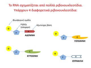 Το RNA σχηματίζεται από πολλά ριβονουκλεοτίδια.
Φ
Ρ
Α
C
Φ
Ρ
Φ
Ρ G
Φ
Ρ U
Υπάρχουν 4 διαφορετικά ριβονουκλεοτίδια:
Φωσφορική ομάδα
Ριβόζη
(σάκχαρο)
Αζωτούχος βάση
ΑΔΕΝΙΝΗ
ΚΥΤΟΣΙΝΗ
ΓΟΥΑΝΙΝΗ
ΟΥΡΑΚΙΛΗ
 