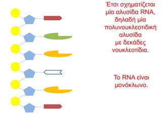 Έτσι σχηματίζεται
μία αλυσίδα RNA,
δηλαδή μία
πολυνουκλεοτιδική
αλυσίδα
με δεκάδες
νουκλεοτίδια.
Το RNA είναι
μονόκλωνο.
 