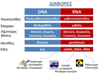 ΔΙΑΦΟΡΕΣ
Νουκλεοτίδια:
DNA RNA
δεοξυριβονουκλεοτίδια ριβονουκλεοτίδια
Σάκχαρο: δεοξυριβόζη ριβόζη
Αδενίνη, Θυμίνη,
Γουανίνη, Κυτοσίνη
Αδενίνη, Ουρακίλη,
Γουανίνη, Κυτοσίνη
Αζωτούχες
βάσεις:
Αλυσίδες: δίκλωνο μονόκλωνο
ένα mRNA, tRNA, rRNAΕίδη:
messenger
αγγελιαφόρο
Μεταφέρει πληροφορία
transfer
μεταφορικό
Μεταφέρει αμινοξέα
Ριβοσωμικό
επισκευάζει
 