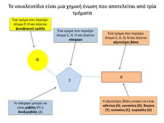 Το νουκλεοτίδιο είναι μια χημική ένωση που αποτελείται από τρία
τμήματα
Ένα τμήμα που περιέχει
άτομα Ρ, Ο και λέγεται
φωσφορική ομάδα
Φ
Ένα τμήμα που περιέχει
άτομα C, Η, Ο και λέγεται
σάκχαρο
Σ
Ένα τμήμα που περιέχει
άτομα C, Η, Ο, Ν και λέγεται
αζωτούχος βάση
Β
Το σάκχαρο μπορεί να
είναι ριβόζη (Ρ) ή
δεοξυριβόζη (Δ)
Η αζωτούχος βάση μπορεί να είναι
αδενίνη (Α), γουανίνη (G), θυμίνη
(Τ), κυτοσίνη (C), ουρακίλη (U)
 