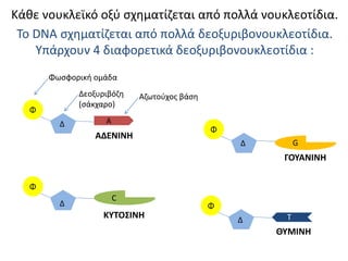 Κάθε νουκλεϊκό οξύ σχηματίζεται από πολλά νουκλεοτίδια.
Το DNA σχηματίζεται από πολλά δεοξυριβονουκλεοτίδια.
Υπάρχουν 4 διαφορετικά δεοξυριβονουκλεοτίδια :
Φ
Δ Α
C
Φ
Δ
Φ
Δ G
Φ
Δ T
Φωσφορική ομάδα
Δεοξυριβόζη
(σάκχαρο)
Αζωτούχος βάση
ΑΔΕΝΙΝΗ
ΚΥΤΟΣΙΝΗ
ΓΟΥΑΝΙΝΗ
ΘΥΜΙΝΗ
 