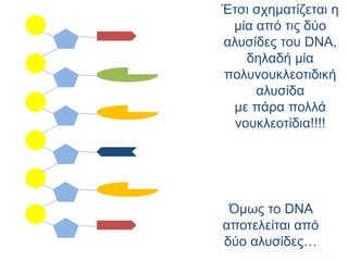 Έτσι σχηματίζεται η
μία από τις δύο
αλυσίδες του DNA,
δηλαδή μία
πολυνουκλεοτιδική
αλυσίδα
με πάρα πολλά
νουκλεοτίδια!!!!
Όμως το DNA
αποτελείται από
δύο αλυσίδες…
 