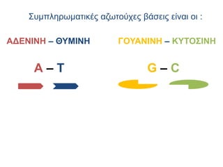 Συμπληρωματικές αζωτούχες βάσεις είναι οι :
ΑΔΕΝΙΝΗ – ΘΥΜΙΝΗ ΓΟΥΑΝΙΝΗ – ΚΥΤΟΣΙΝΗ
Α – Τ G – C
 