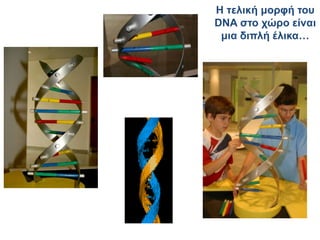 Η τελική μορφή του
DNA στο χώρο είναι
μια διπλή έλικα…
 