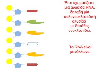 ΝΟΥΚΛΕΪΚΑ ΟΞΕΑ: Δομή του DNA και του RNA.