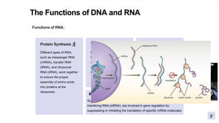 DNA-RNA-PPT 01.pptx
