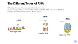DNA-RNA-PPT 01.pptx