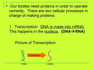 -Our bodies need proteins in order to operate correctly.  There are two cellular processes in charge of making proteins: 1.  Transcription:  DNA is made into mRNA.   This happens in the  nucleus .  (DNA  RNA) Picture of Transcription: 1 DNA 1 mRNA Transcription 