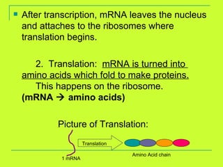 After transcription, mRNA leaves the nucleus and attaches to the ribosomes where translation begins. 2.  Translation:  mRNA is turned into  amino acids which fold to make proteins.   This happens on the ribosome.  (mRNA    amino acids) Picture of Translation: 1 mRNA Translation Amino Acid chain 