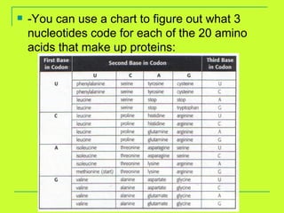 -You can use a chart to figure out what 3 nucleotides code for each of the 20 amino acids that make up proteins: 