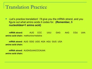 Translation Practice -Let’s practice translation!  I’ll give you the mRNA strand, and you figure out what amino acids it codes for.  (Remember, 3 nucleotides=1 amino acid) mRNA strand:  AUG  CCC  UUU  GAG  AAG  CGU  UAA amino acid chain:  methionine-histidine mRNA strand:  AUG  GGG  UGG  AGA  AGU  GUG  UGA amino acid chain: mRNA strand:  AUGAGUAACCCAUAA amino acid chain: 
