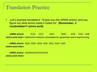 Translation Practice -Let’s practice translation!  I’ll give you the mRNA strand, and you figure out what amino acids it codes for.  (Remember, 3 nucleotides=1 amino acid) mRNA strand:  AUG  CCC  UUU  GAG  AAG  CGU  UAA amino acid chain:  methionine–histidine–phenylalanine–glutamate–lysine-arginine-stop mRNA strand:  AUG  GGG  UGG  AGA  AGU  GUG  UGA amino acid chain: mRNA strand:  AUGAGUAACCCAUAA amino acid chain: 