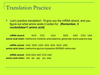 Translation Practice -Let’s practice translation!  I’ll give you the mRNA strand, and you figure out what amino acids it codes for.  (Remember, 3 nucleotides=1 amino acid) mRNA strand:  AUG  CCC  UUU  GAG  AAG  CGU  UAA amino acid chain:  methionine–histidine–phenylalanine–glutamate–lysine-arginine-stop mRNA strand:  AUG  GGG  UGG  AGA  AGU  GUG  UGA amino acid chain:  methionine-glycine-tryptophan-SERINE-valine-stop mRNA strand:  AUG AGU AAC CCA UAA amino acid chain:  met  ser  asp  pro  stop 