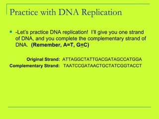 Practice with DNA Replication -Let’s practice DNA replication!  I’ll give you one strand of DNA, and you complete the complementary strand of DNA.  (Remember, A=T, G = C) Original Strand:  ATTAGGCTATTGACGATAGCCATGGA Complementary Strand:  TAATCCGATAACTGCTATCGGTACCT 