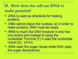 D.  How does the cell use DNA to make proteins? - DNA is used as directions for making proteins. -DNA cannot leave the nucleus, so in order to make proteins, RNA must be made. -RNA is much like DNA however it only has one strand and instead of using the nucleotide Thymine (T) it uses the nucleotide Uracil (U).  (A=U) -RNA uses the sugar ribose while DNA uses the sugar deoxyribose.  