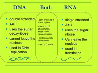 DNA  Both RNA double stranded A=T uses the sugar deoxyribose cannot leave the nucleus used in DNA Replication single stranded A=U uses the sugar ribose Can leave the nucleus used in translation -both are used in transcription -made up of phosphates, sugars and nitrogen bases -contain genetic information -use G, C and A 