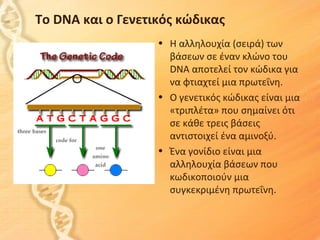 Αντιγραφή, μεταγραφή, μετάφραση: Η ροή της γενετικής πληροφορίας