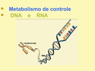  Metabolismo de controle
 DNA e RNA
 