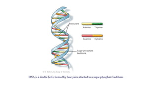 Dna Sequence Data File Dna-sequencing data from www-presentation2 (1).pptx