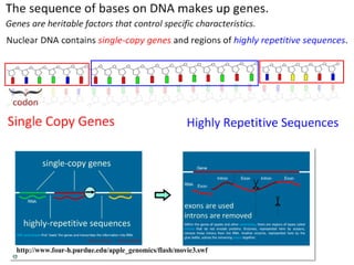 DNA Structure (core and AHL) | PDF
