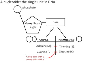 DNA Structure (core and AHL) | PDF