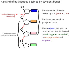DNA Structure (core and AHL) | PDF