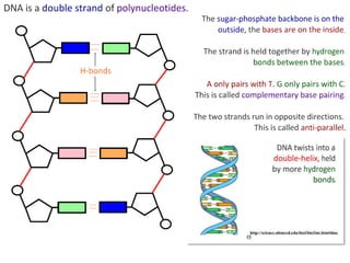 DNA Structure (core and AHL) | PDF