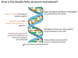 DNA Structure (core and AHL) | PDF
