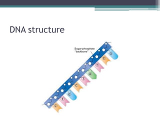 DNA structure
 