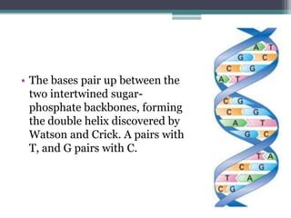 • The bases pair up between the
  two intertwined sugar-
  phosphate backbones, forming
  the double helix discovered by
  Watson and Crick. A pairs with
  T, and G pairs with C.
 