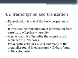 4.2 Transcription and translation
• Reproduction is one of the basic properties of
  life.
• It involves the transmission of information from
  parents to offspring = heredity.
• A gene is a unit of heredity that consists of a
  sequence of DNA bases.
• Prokaryotic cells lack nuclei and many of the
  organelles found in eukaryotes = DNA is found
  in the cytoplasm.
 