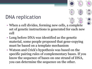 DNA replication
• When a cell divides, forming new cells, a complete
  set of genetic instructions is generated for each new
  cell
• Long before DNA was identified as the genetic
  material, some people proposed that gene-copying
  must be based on a template mechanism
• Watson and Crick's hypothesis was based on the
  specific pairing rules of complementary bases. If you
  know the sequence of bases on one strand of DNA,
  you can determine the sequence on the other.
 