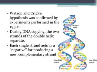 • Watson and Crick's
  hypothesis was confirmed by
  experiments performed in the
  1950s.
• During DNA copying, the two
  strands of the double helix
  separate.
• Each single strand acts as a
  "negative" for producing a
  new, complementary strand
 
