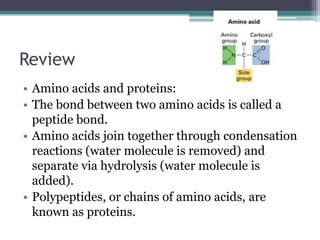 Review
• Amino acids and proteins:
• The bond between two amino acids is called a
  peptide bond.
• Amino acids join together through condensation
  reactions (water molecule is removed) and
  separate via hydrolysis (water molecule is
  added).
• Polypeptides, or chains of amino acids, are
  known as proteins.
 