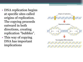 • DNA replication begins
  at specific sites called
  origins of replication.
  The copying proceeds
  outward in both
  directions, creating
  replication "bubbles”.
• This way of copying
  DNA has important
  implications
 