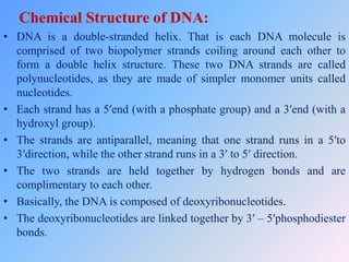 • The nitrogenous bases that compose the
deoxyribonucleotides include adenine, cytosine,
thymine, and guanine.
• The compl...