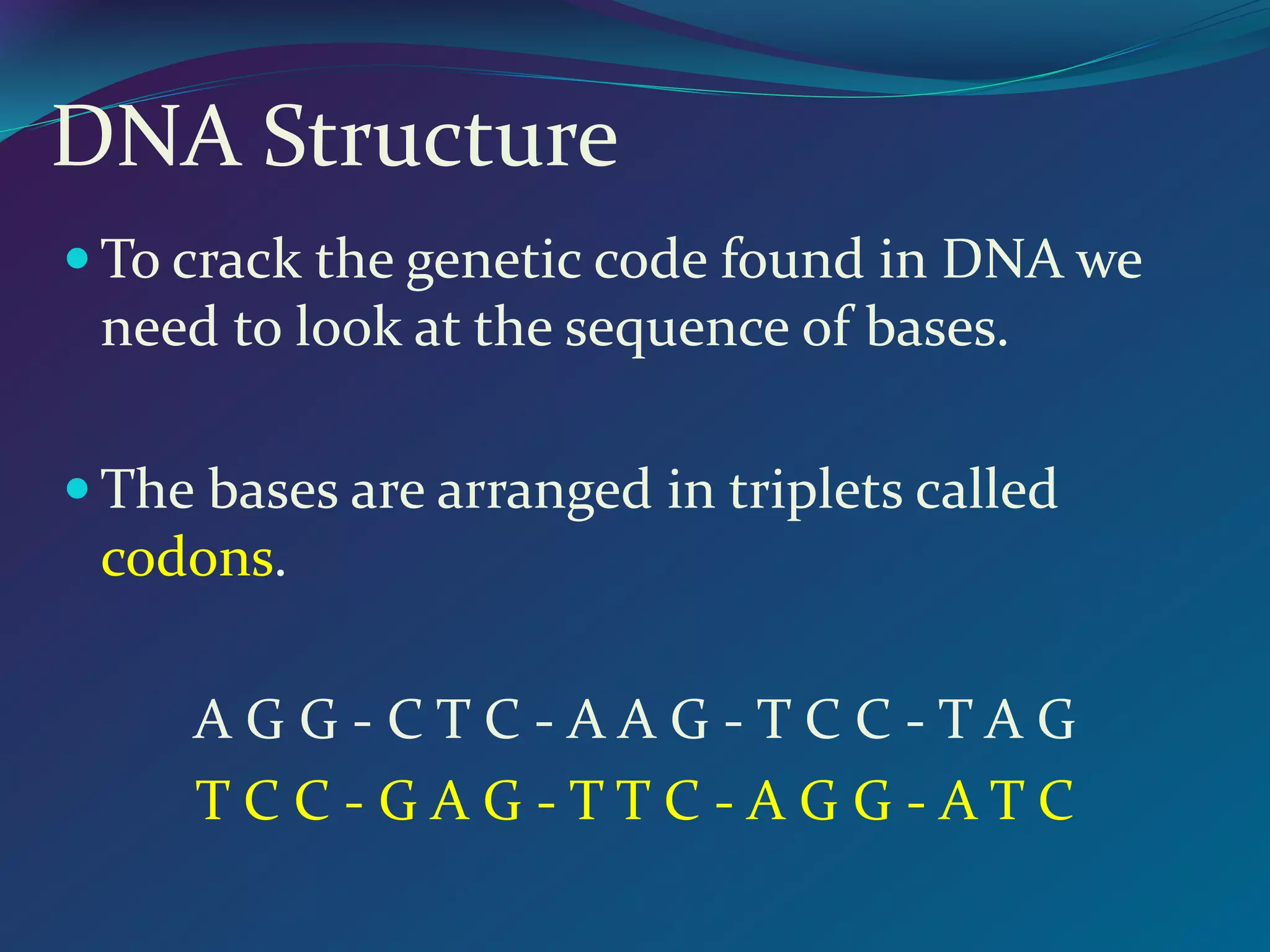 DNA Structure
 To crack the genetic code found in DNA we
need to look at the sequence of bases.
 The bases are arranged in triplets called
codons.
A G G - C T C - A A G - T C C - T A G
T C C - G A G - T T C - A G G - A T C
 