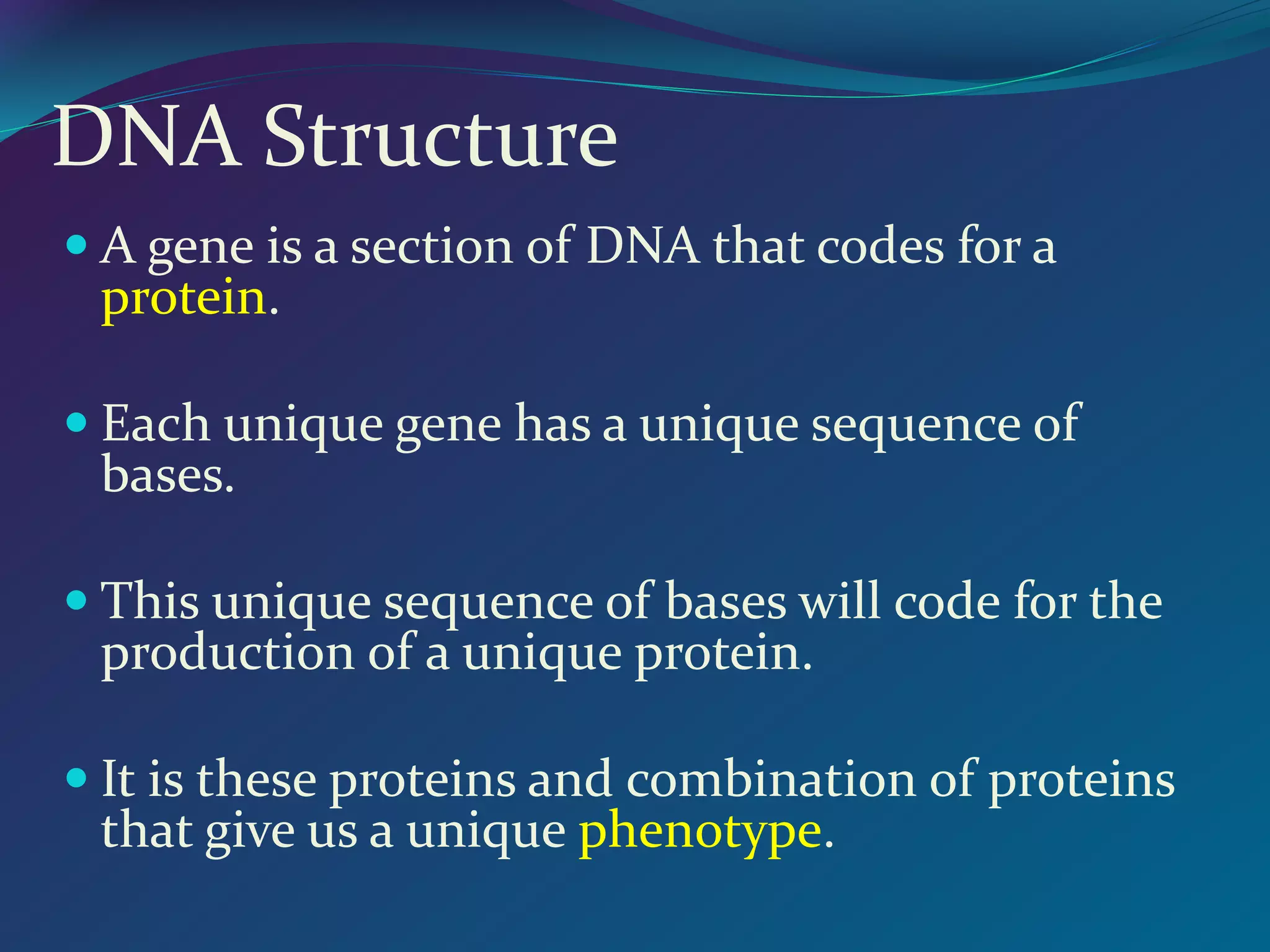 DNA Structure
 A gene is a section of DNA that codes for a
protein.
 Each unique gene has a unique sequence of
bases.
 This unique sequence of bases will code for the
production of a unique protein.
 It is these proteins and combination of proteins
that give us a unique phenotype.
 