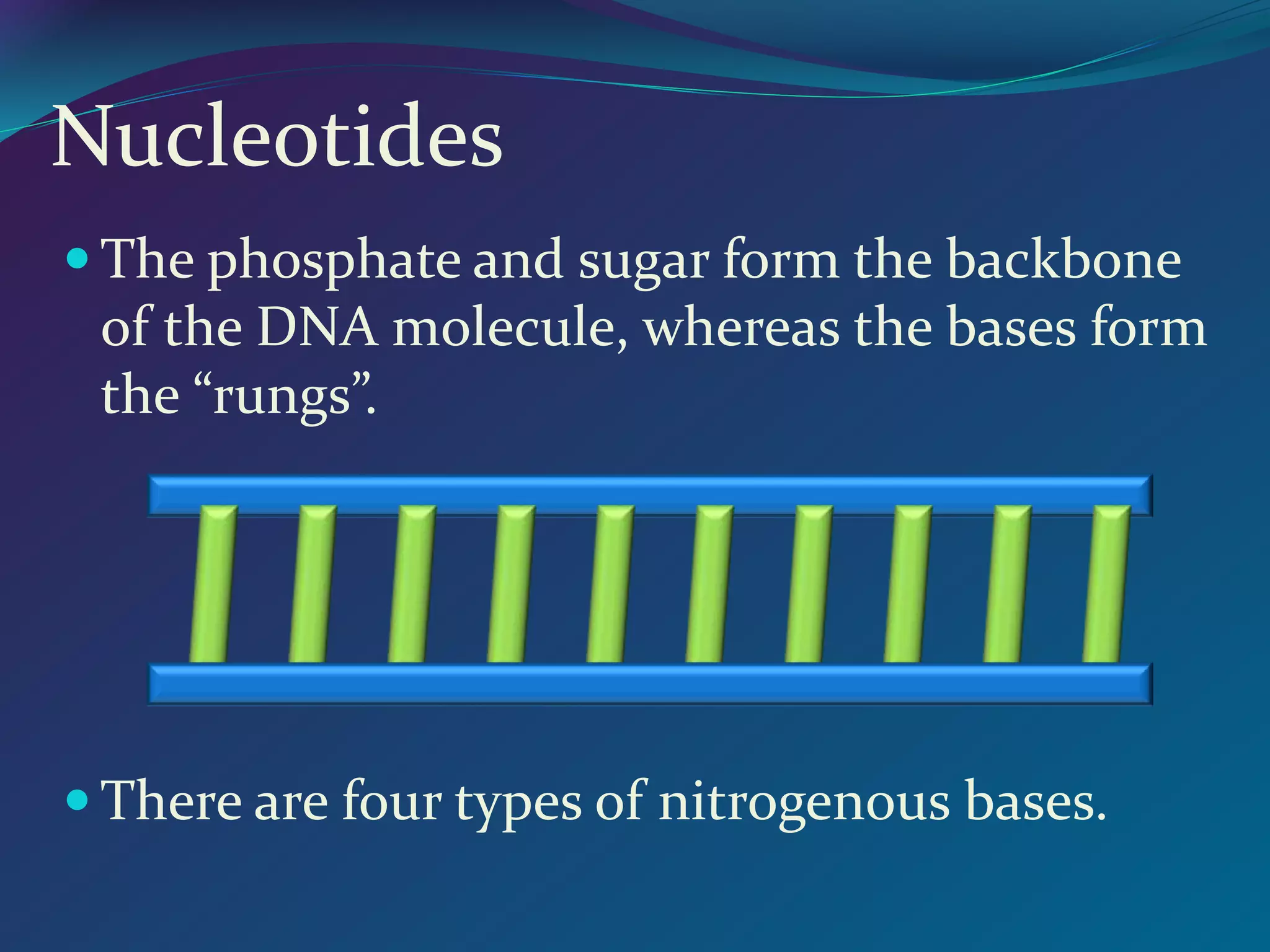 Nucleotides
 The phosphate and sugar form the backbone
of the DNA molecule, whereas the bases form
the “rungs”.
 There are four types of nitrogenous bases.
 