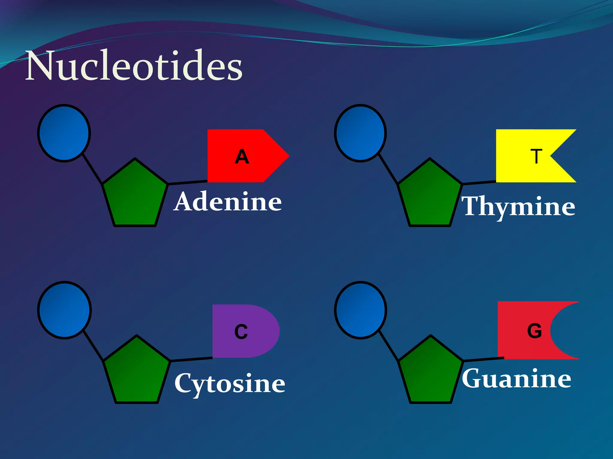 Nucleotides
A
Adenine
T
Thymine
G
Guanine
C
Cytosine
 