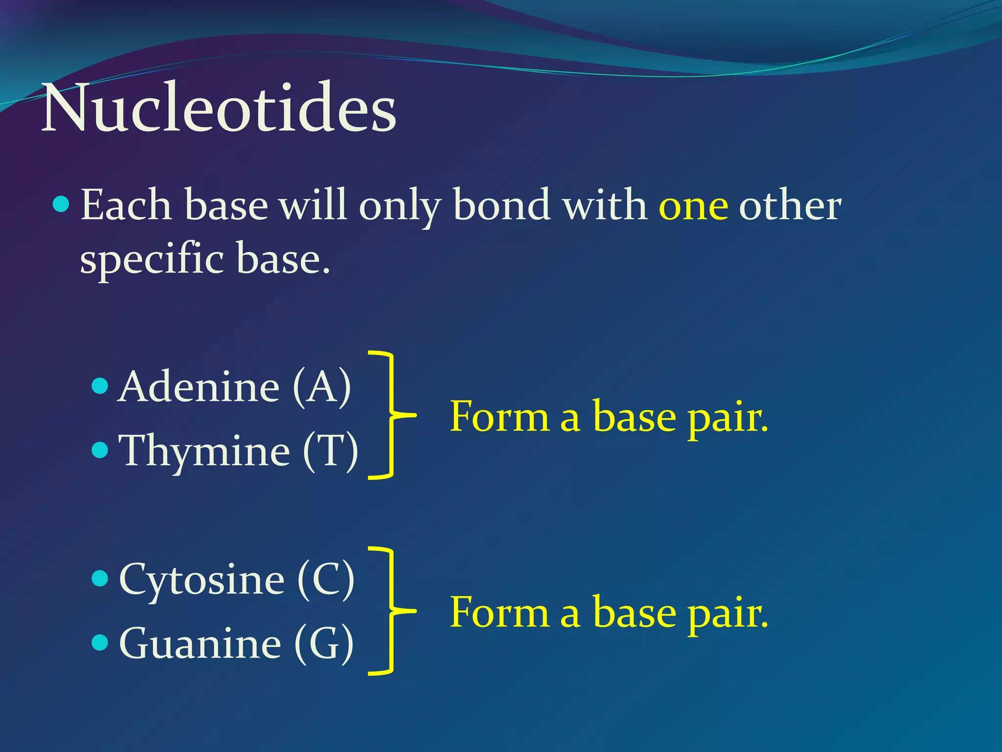 Nucleotides
 Each base will only bond with one other
specific base.
 Adenine (A)
 Thymine (T)
 Cytosine (C)
 Guanine (G)
Form a base pair.
Form a base pair.
 